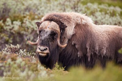 Moschusochse - Musk Ox