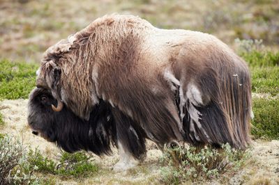 Moschusochse - Musk Ox