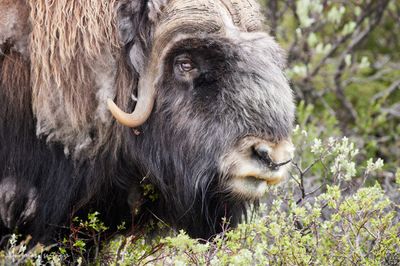 Moschusochse - Musk Ox