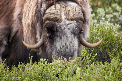 Moschusochse - Musk Ox