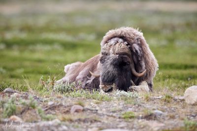 Moschusochse - Musk Ox