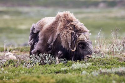 Moschusochse - Musk Ox