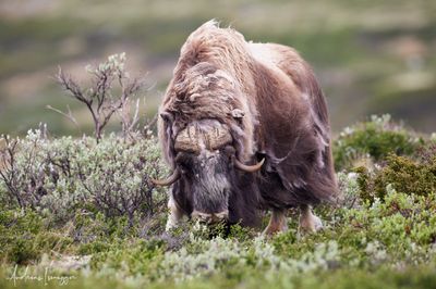 Moschusochse - Musk Ox