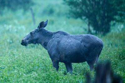 Elch - Moose