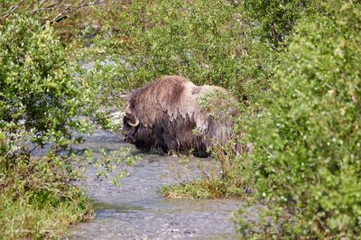 Moschusochse - Musk Ox