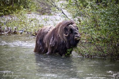 Moschusochse - Musk Ox