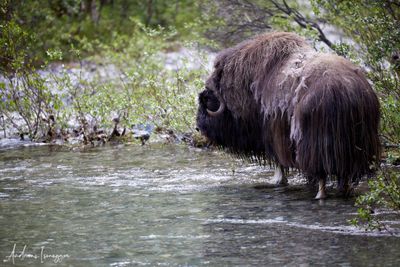 Moschusochse - Musk Ox