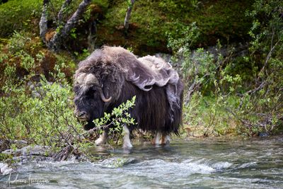 Moschusochse - Musk Ox