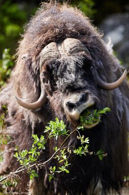 Moschusochse - Musk Ox