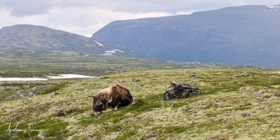 Moschusochse - Musk Ox