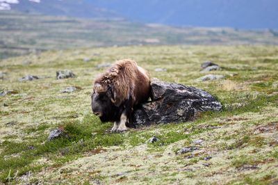 Moschusochse - Musk Ox