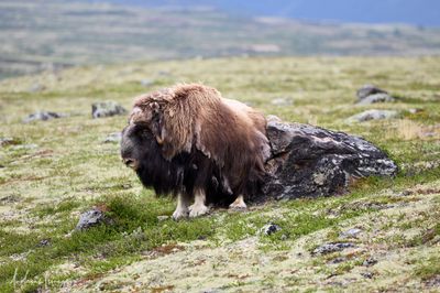 Moschusochse - Musk Ox