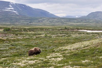Moschusochse - Musk Ox