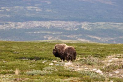 Moschusochse - Musk Ox