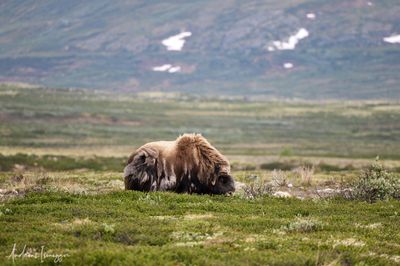 Moschusochse - Musk Ox