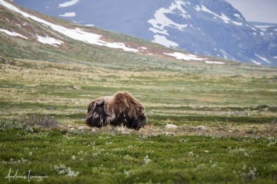 Moschusochse - Musk Ox