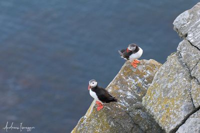 Papageientaucher - Puffin