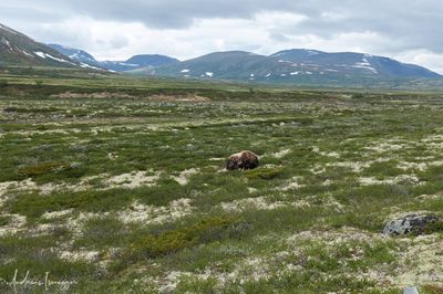 Moschusochse - Musk Ox