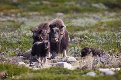 Moschusochse - Musk Ox