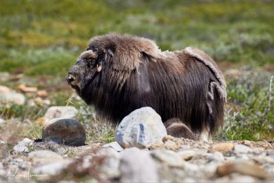 Moschusochse - Musk Ox