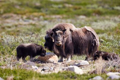Moschusochse - Musk Ox