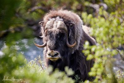 Moschusochse - Musk Ox