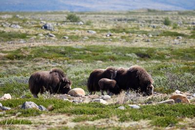 Moschusochse - Musk Ox
