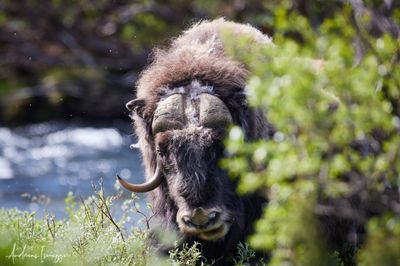 Moschusochse - Musk Ox