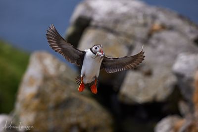 Papageientaucher - Puffin