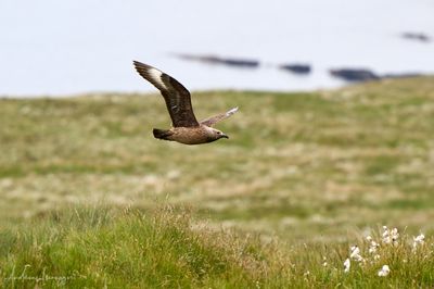 Raubmwe - Skua