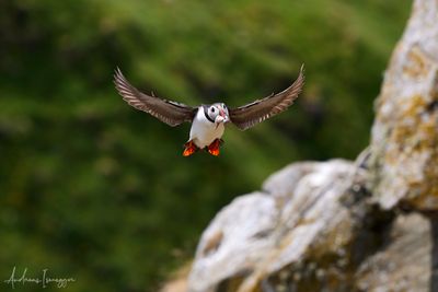 Papageientaucher - Puffin