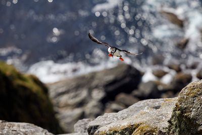 Papageientaucher - Puffin