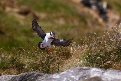 Papageientaucher - Puffin