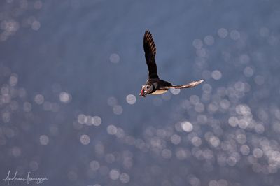 Papageientaucher - Puffin