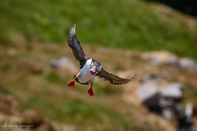 Papageientaucher - Puffin