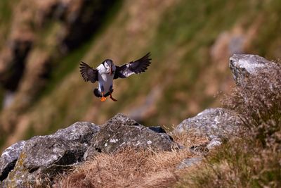 Papageientaucher - Puffin
