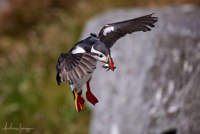 Papageientaucher - Puffin