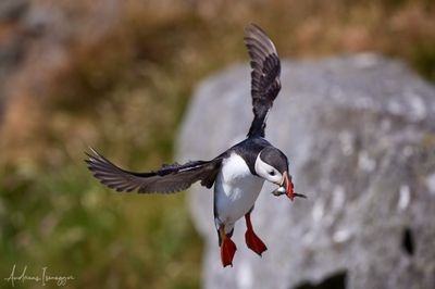 Papageientaucher - Puffin