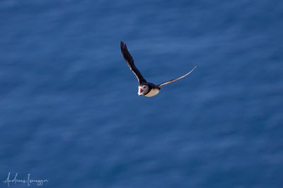 2500_AIS_9806_vis.jpg