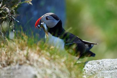 Papageientaucher - Puffin