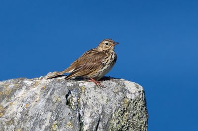 2500_AIS_9725_Wiesenpiper_vis.jpg