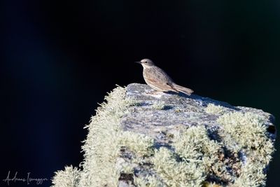 Bergpiper