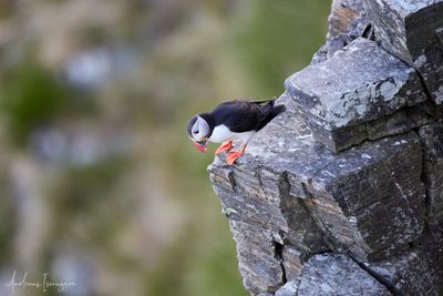 2500_AIS_9661_vis.jpg