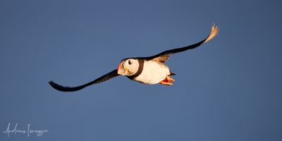 2500_AIS_9395_vis.jpg