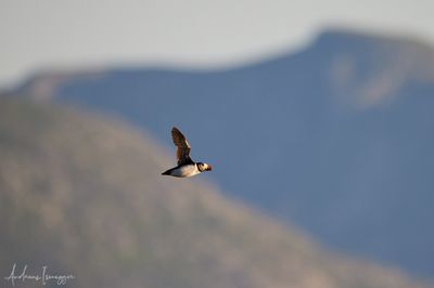 2500_AIS_9403_vis.jpg