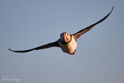 2500_AIS_9356_vis.jpg