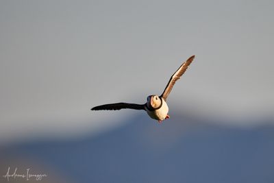 2500_AIS_9341_vis.jpg