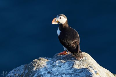 2500_AIS_9239_vis.jpg