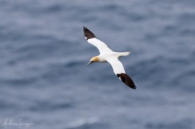 2500_AIS74838_vis.jpg
