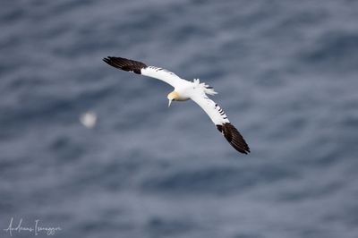 2500_AIS74821_vis.jpg